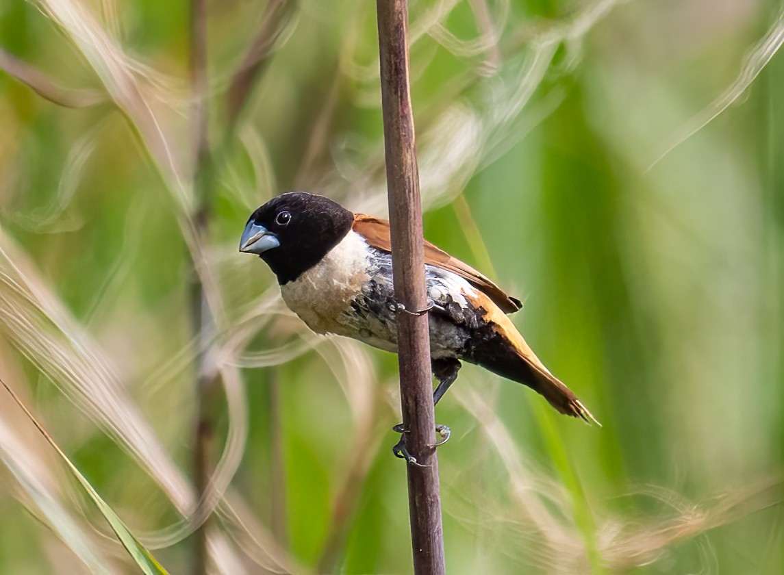 Hooded Munia - James Moore (Maryland)