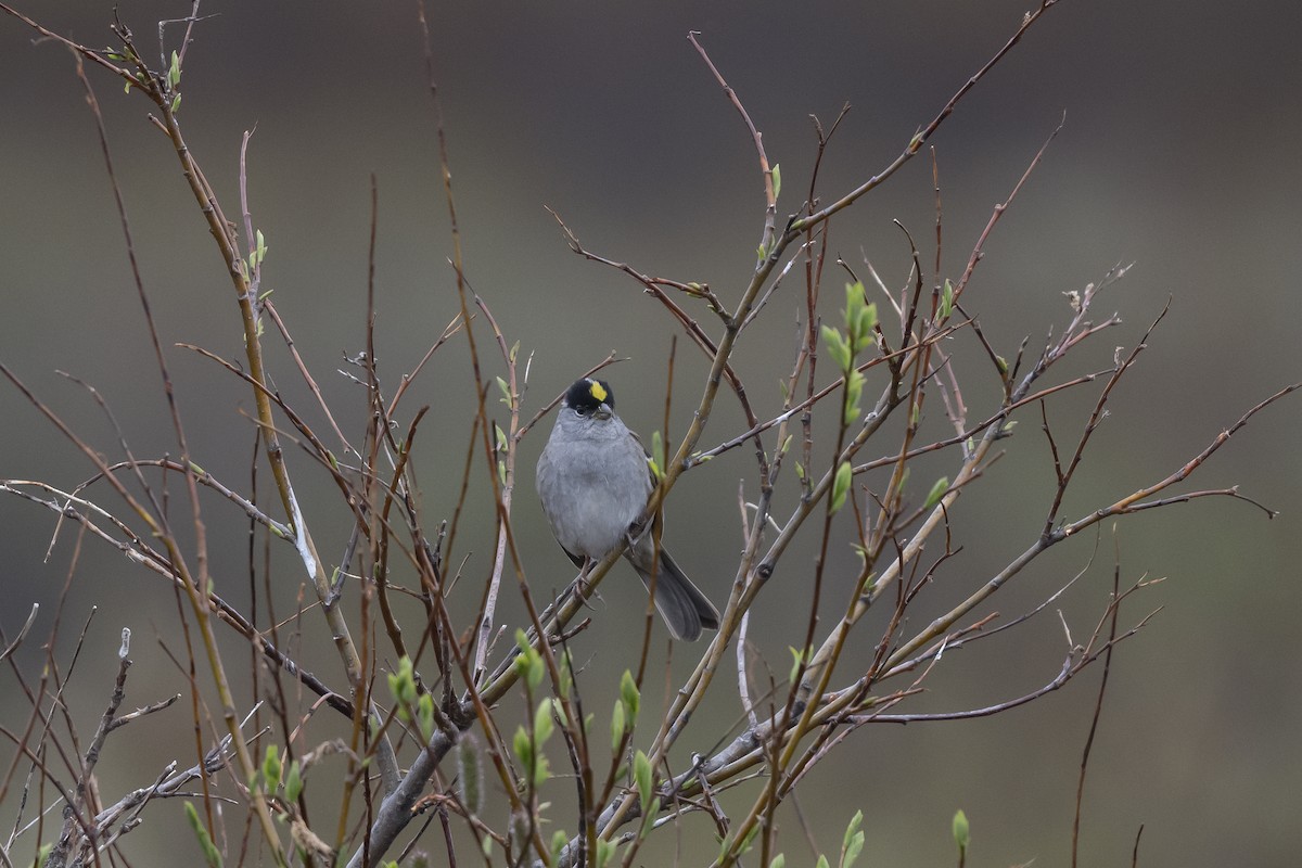 Bruant à couronne dorée - ML588821261