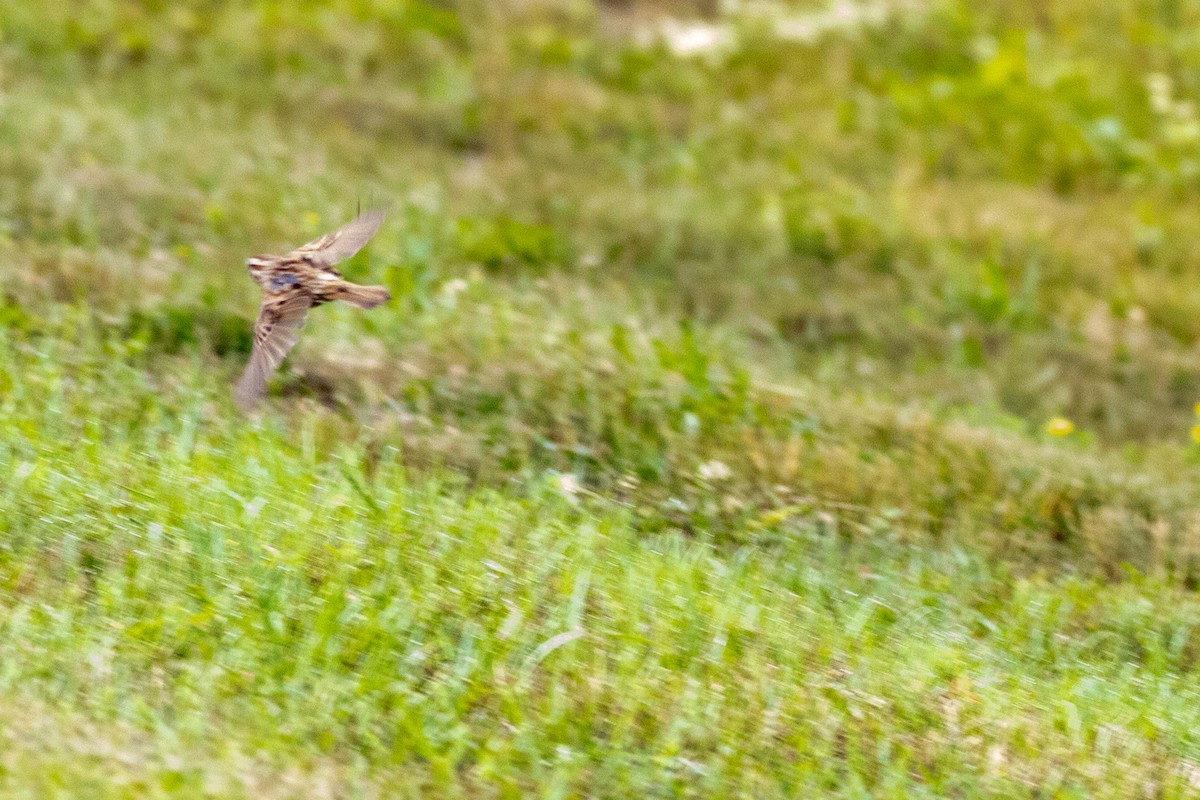 House Sparrow - ML588821821