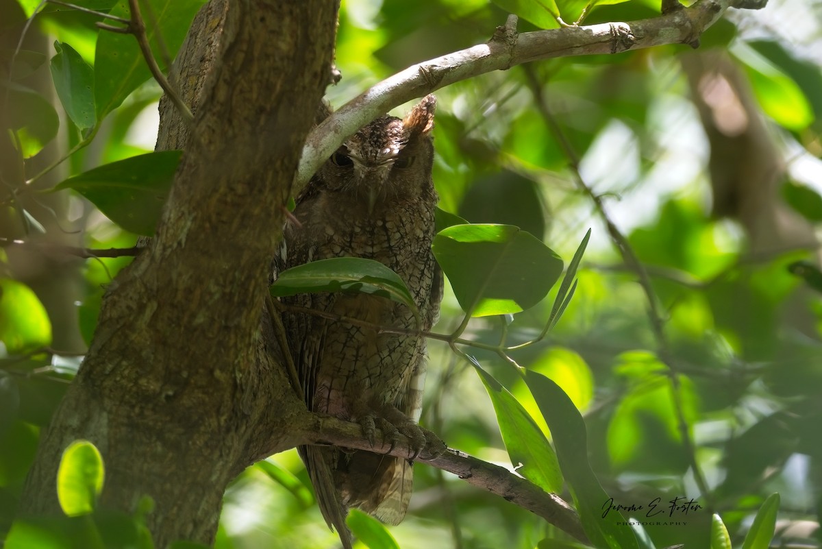 Tropical Screech-Owl - Jerome Foster