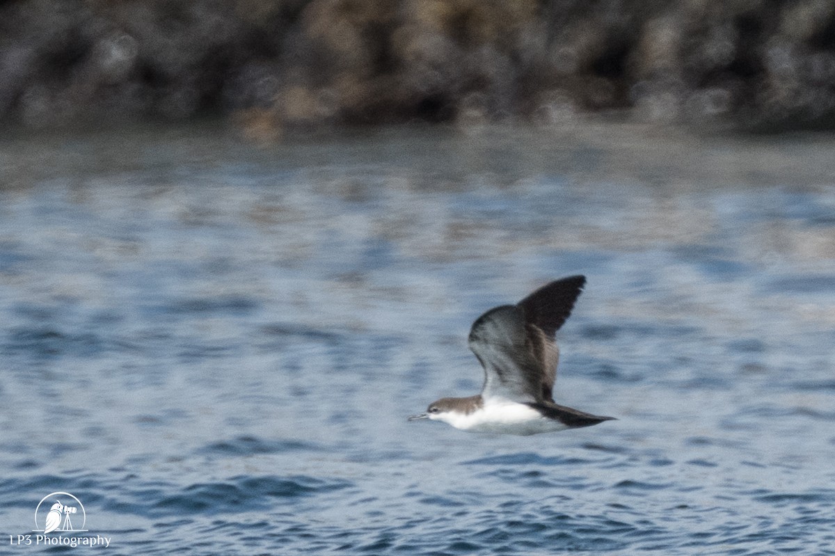 Galapagos Shearwater - ML588822211