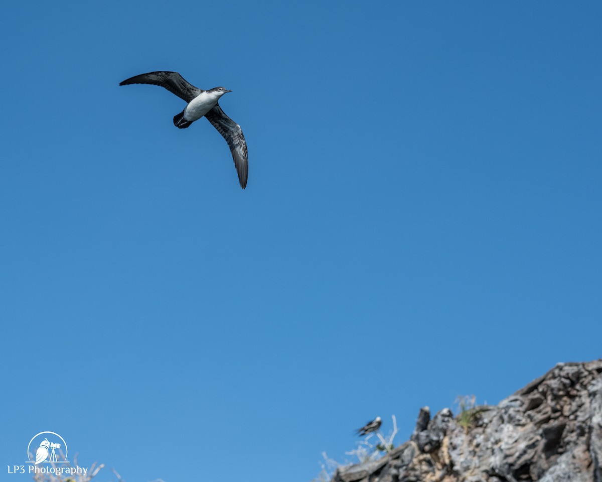 Galapagos Shearwater - ML588822231