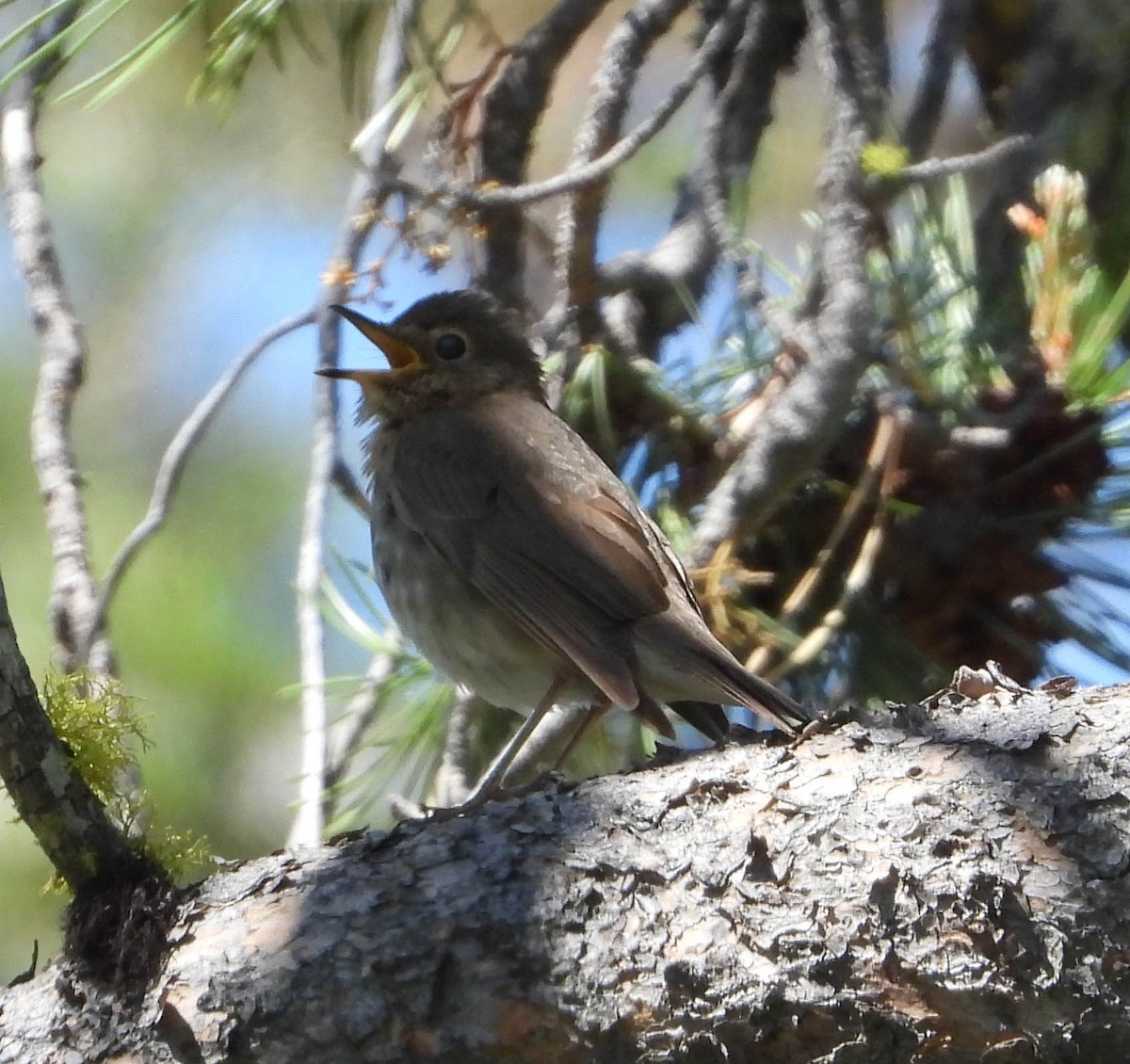 Swainson's Thrush - ML588822511