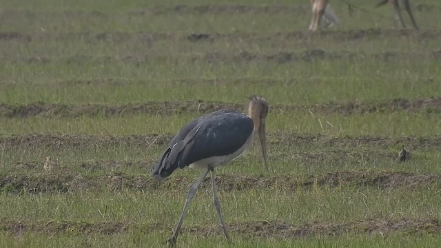 Lesser Adjutant - ML588822601