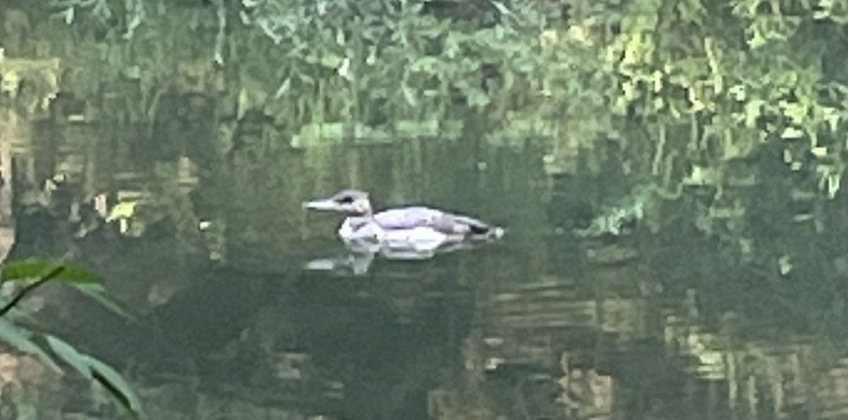 Common Loon - ML588822781