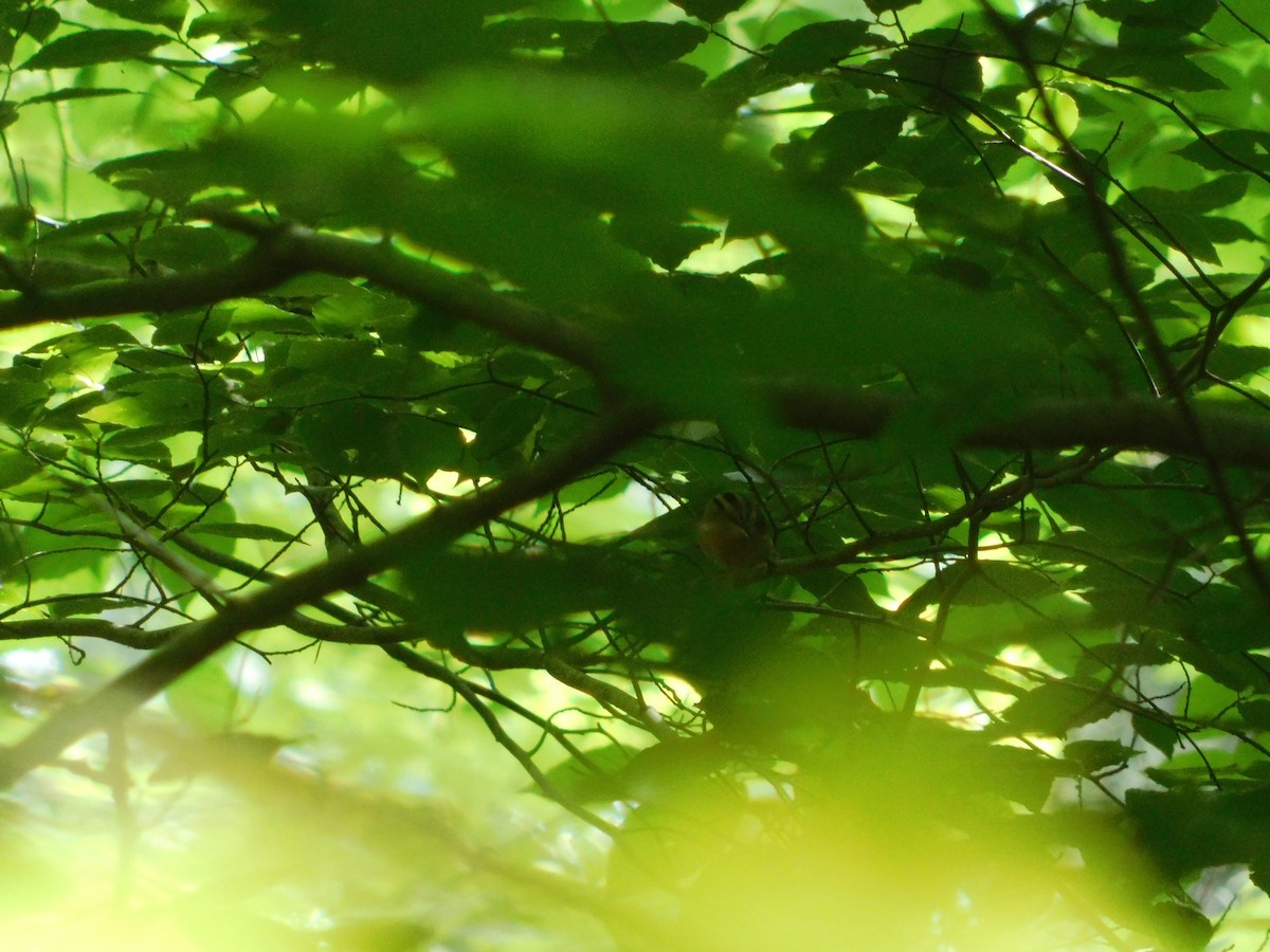 Worm-eating Warbler - Sam Hartzler