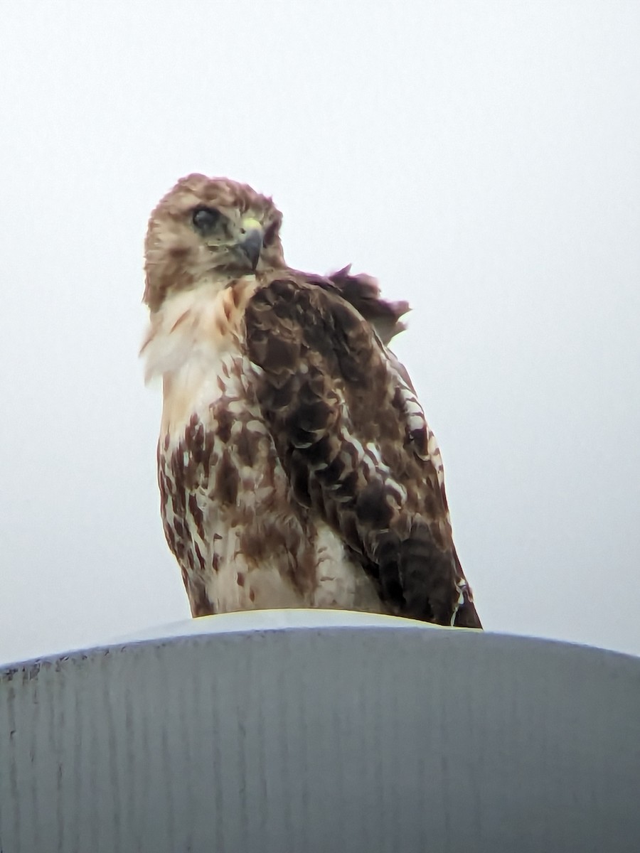 Red-tailed Hawk (borealis) - ML588823691