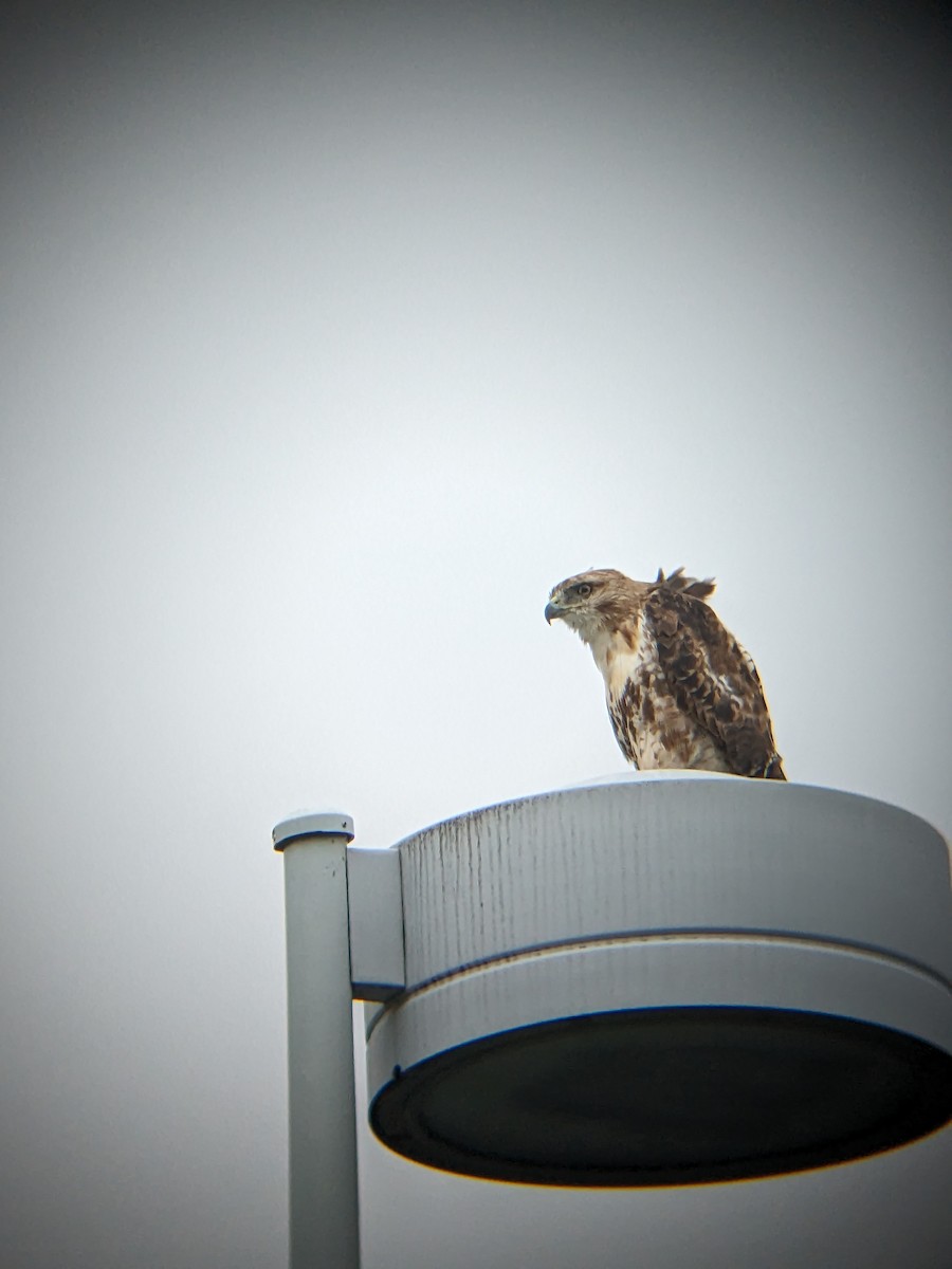 Red-tailed Hawk (borealis) - ML588823711