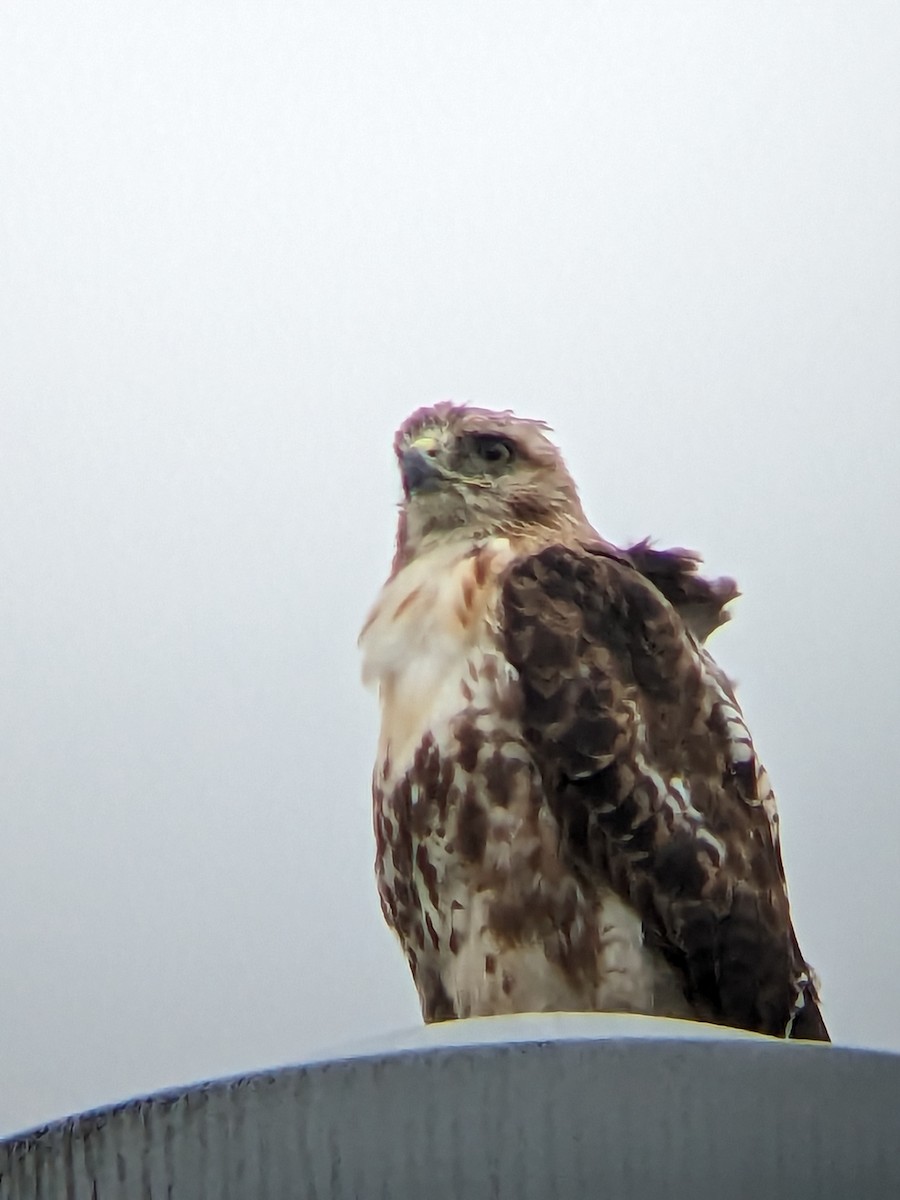 Red-tailed Hawk (borealis) - ML588823721