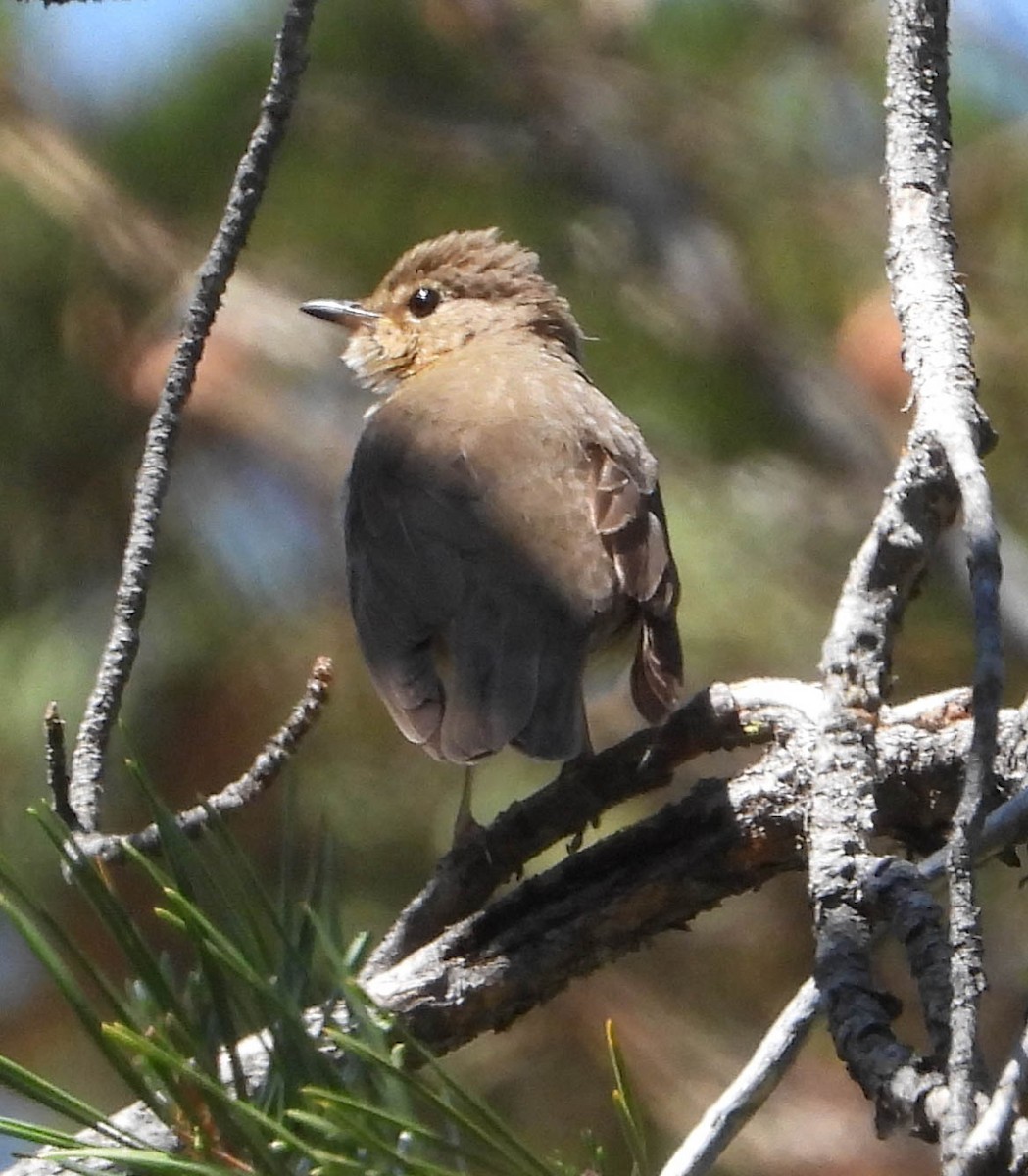 Swainson's Thrush - ML588823771