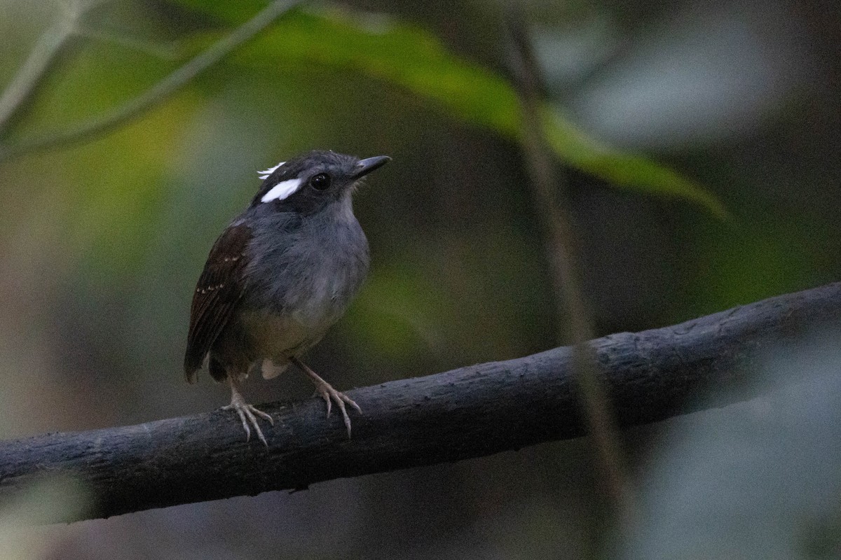 Ash-throated Gnateater - ML588824971