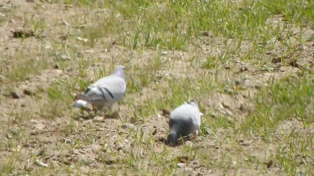 Pigeon des rochers - ML588825591