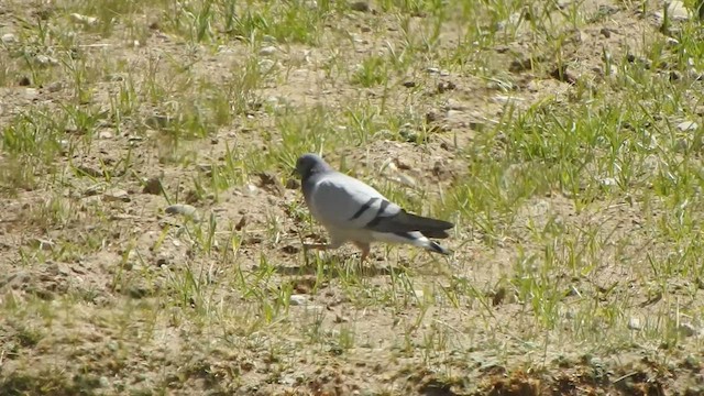 Pigeon des rochers - ML588825811