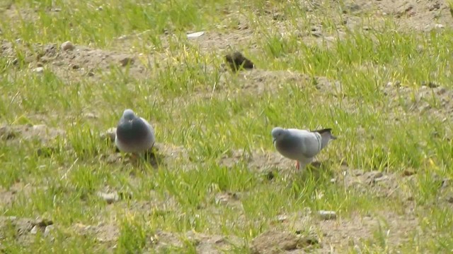 Pigeon des rochers - ML588825961