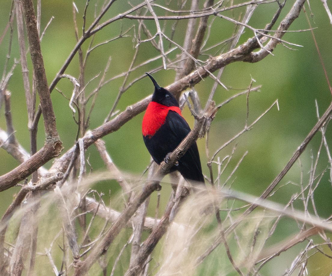 Red-collared Myzomela - James Moore (Maryland)