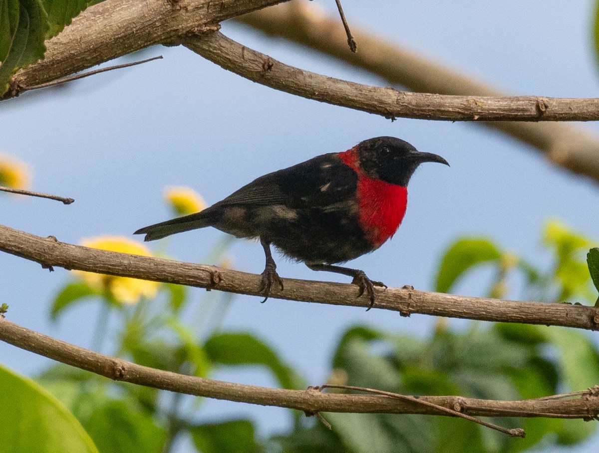 Red-collared Myzomela - James Moore (Maryland)