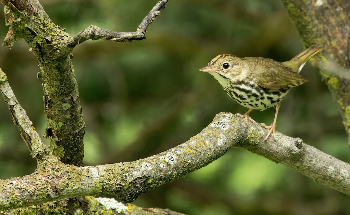 Ovenbird - ML588827871