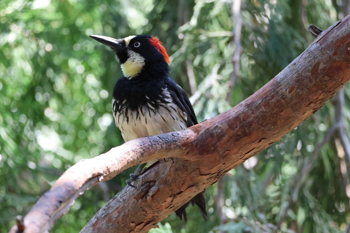 Acorn Woodpecker - ML588828231