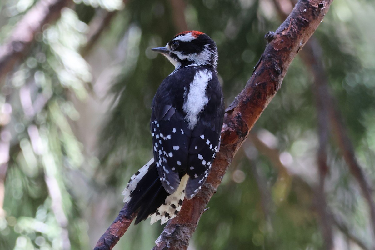 Downy Woodpecker - Nina Jones