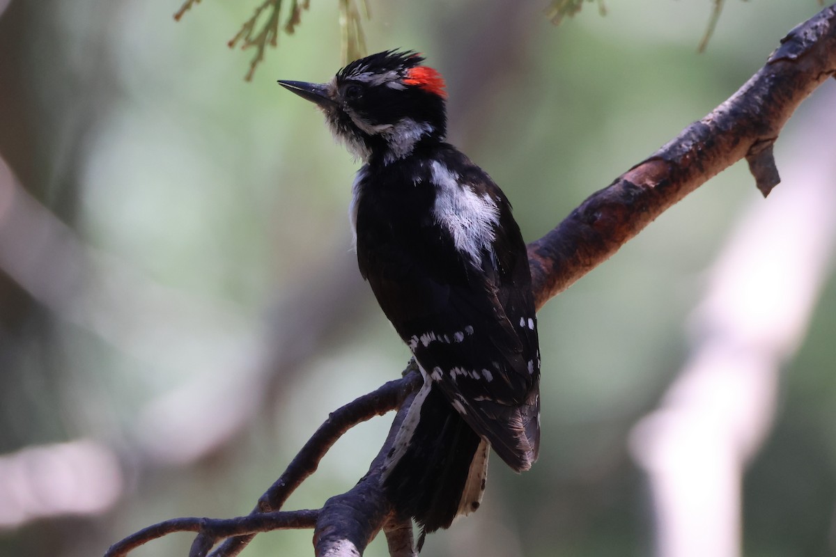 Downy Woodpecker - Nina Jones