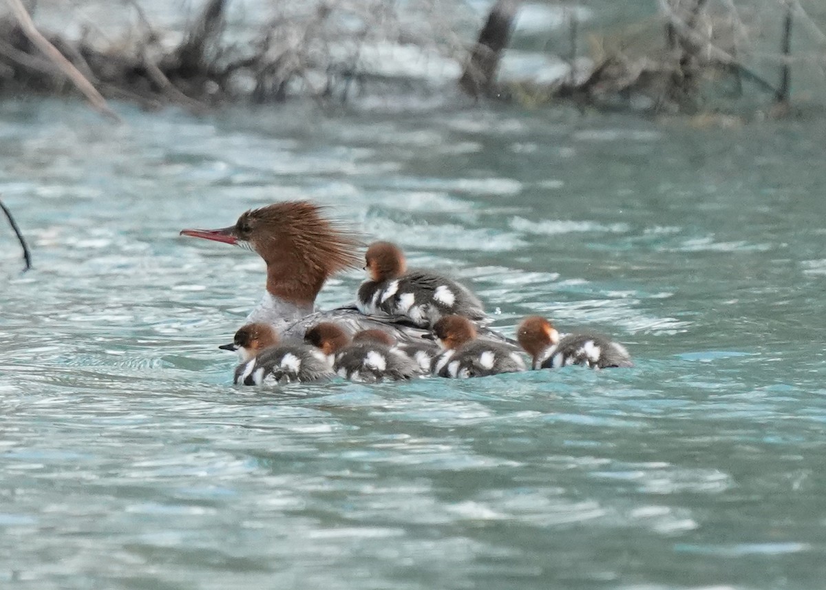 Common Merganser - ML588828741