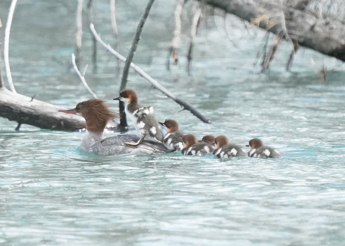 Common Merganser - ML588828751