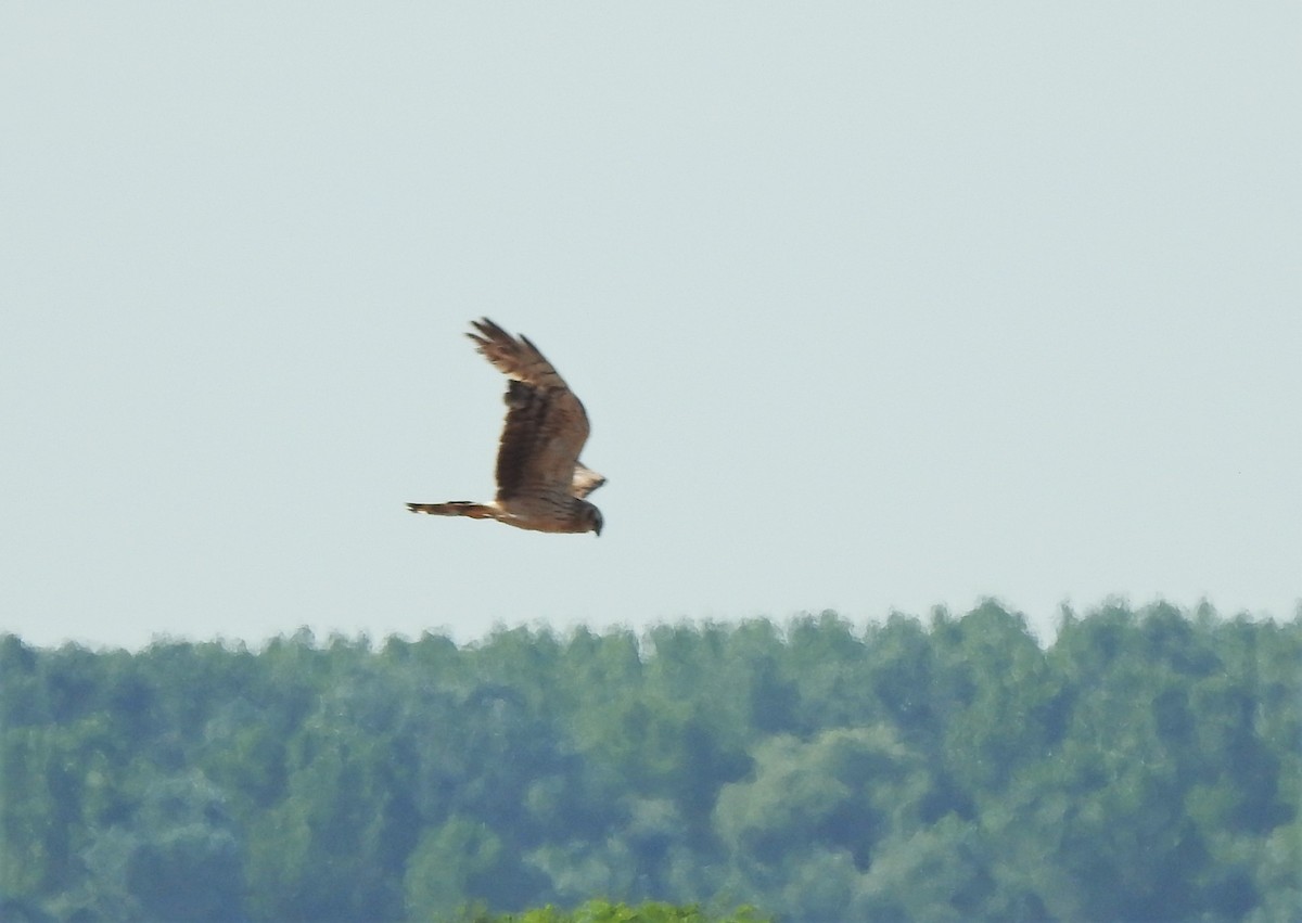 Montagu's Harrier - ML588829921