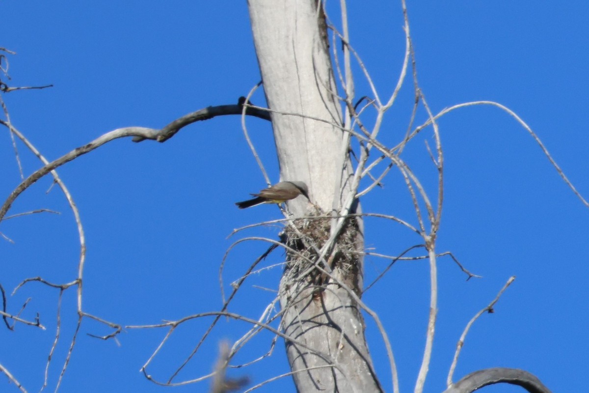 Western Kingbird - Nina Jones