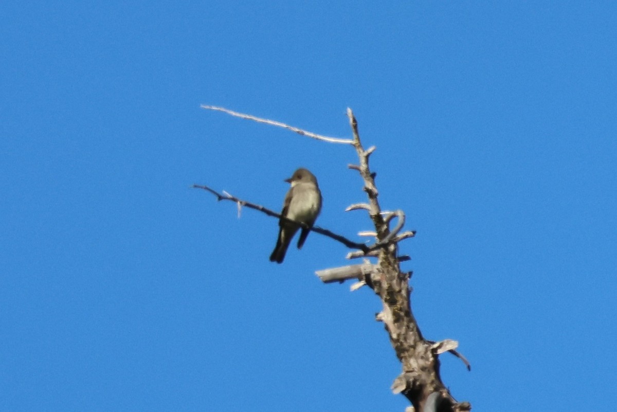 Western Wood-Pewee - Nina Jones