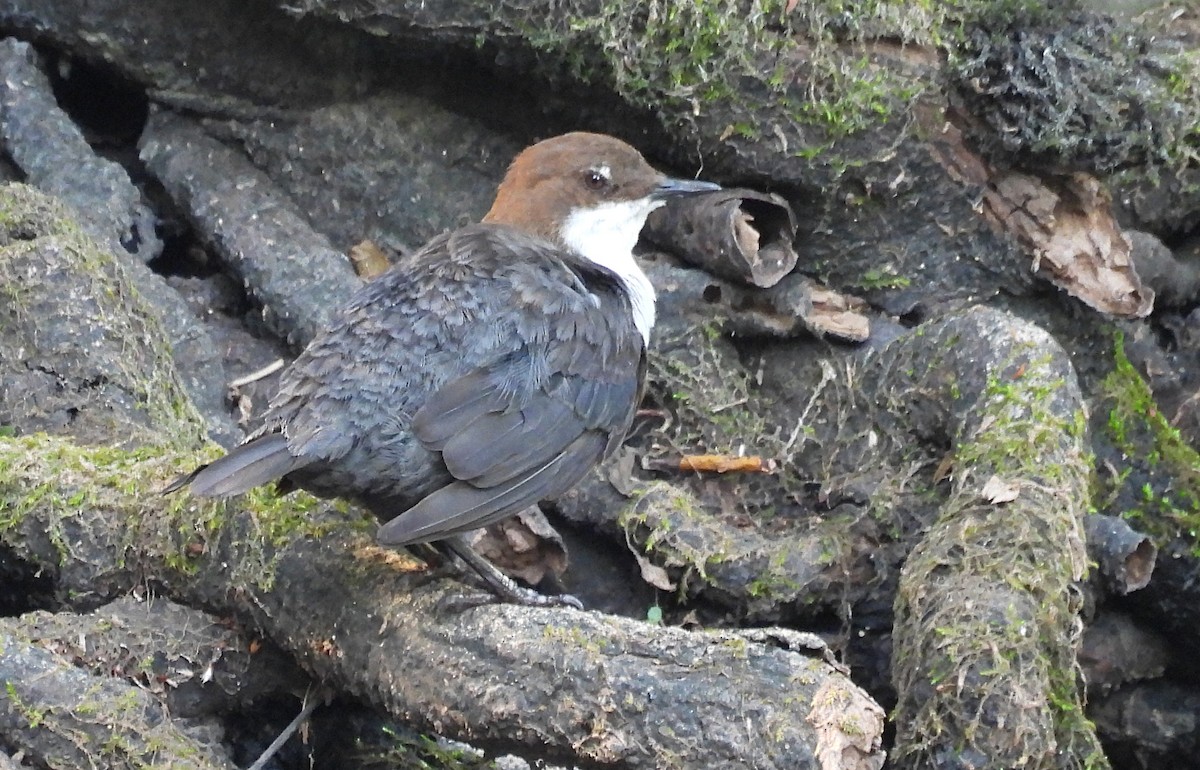 White-throated Dipper - ML588831831