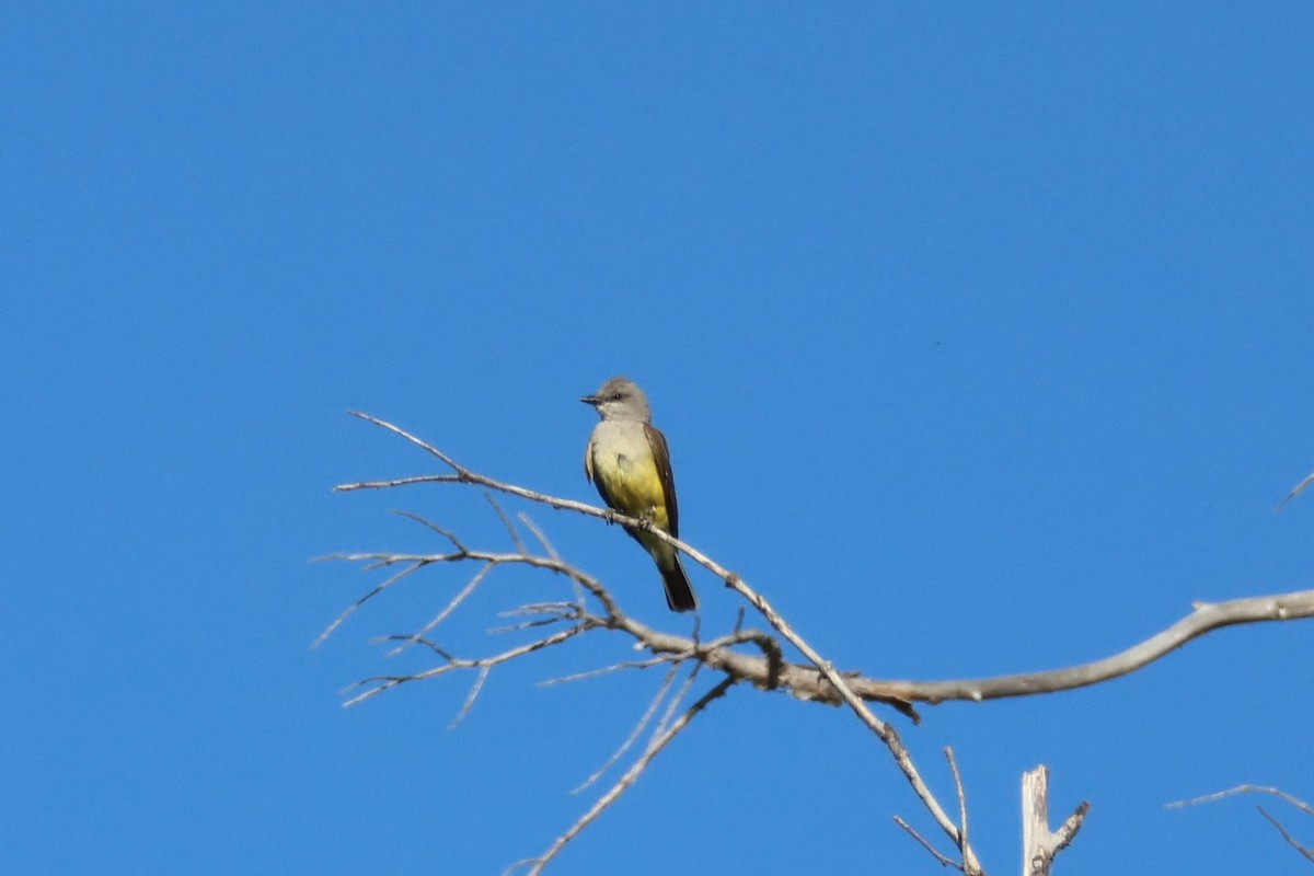 Western Kingbird - ML588832381