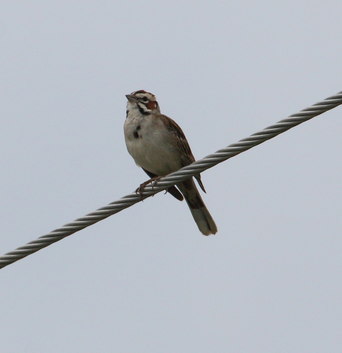 Lark Sparrow - ML588832691