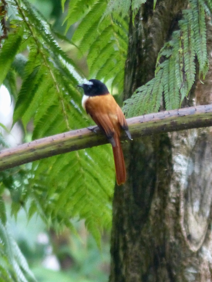 Black-and-cinnamon Fantail - Jenny Bowman