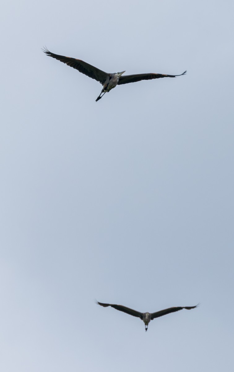 Great Blue Heron - ML588834771