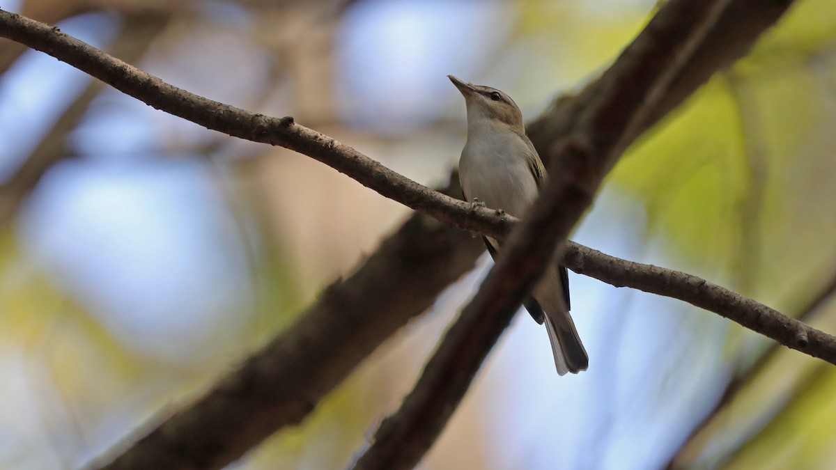 Red-eyed Vireo - ML58883691