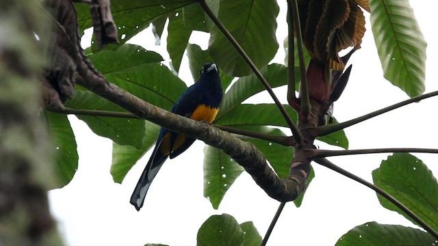 Trogon à queue blanche - ML588837191