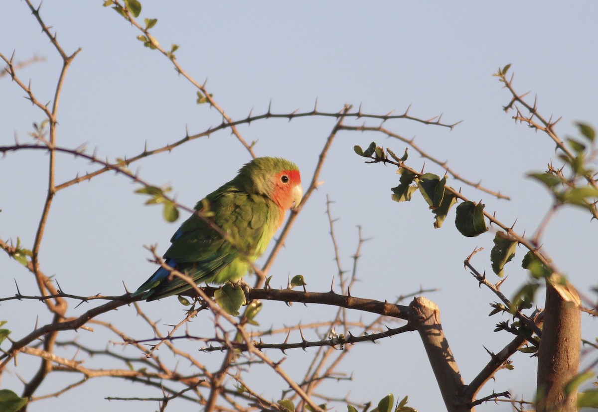 Rosy-faced Lovebird - ML588838161