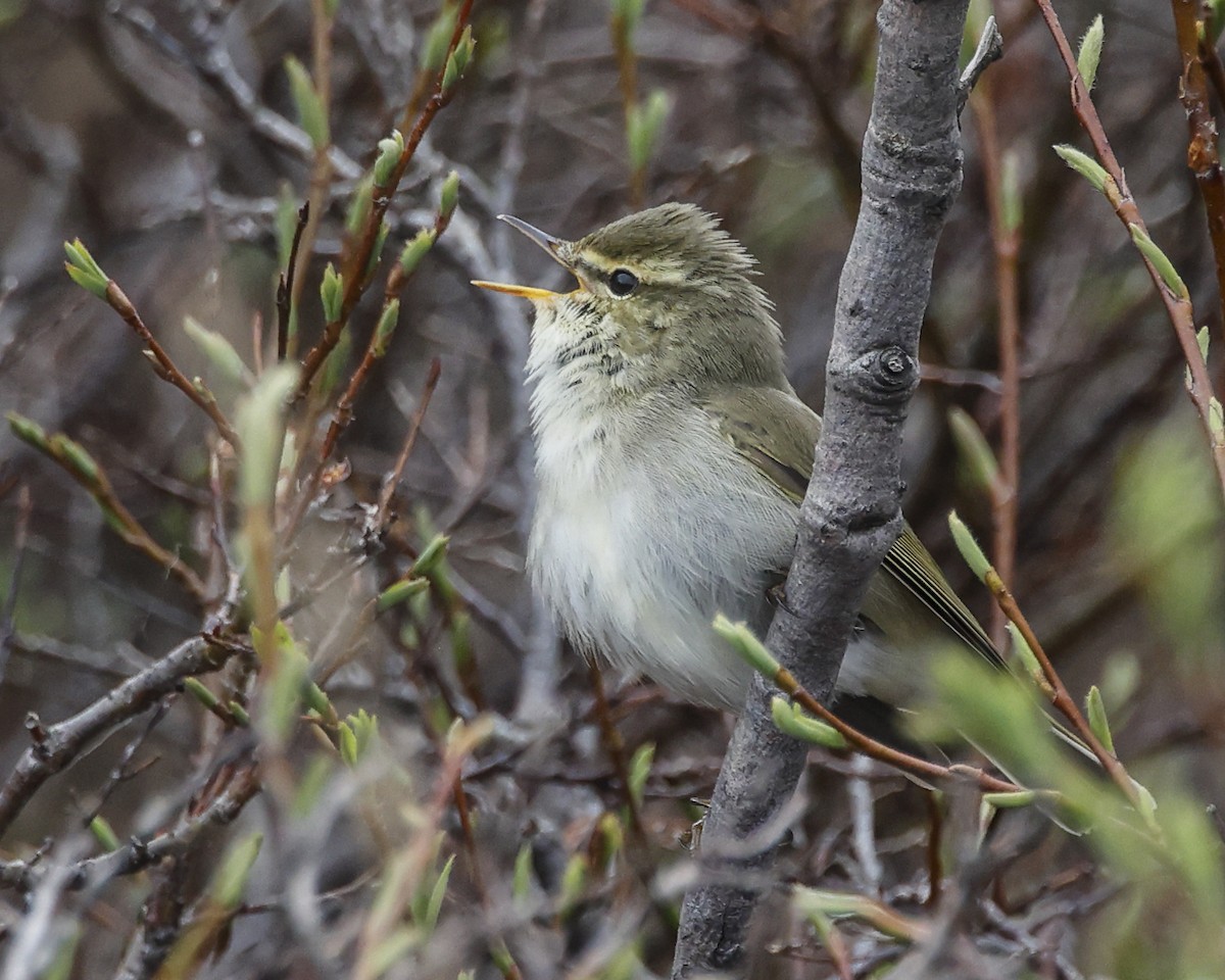 Mosquitero Boreal - ML588838311