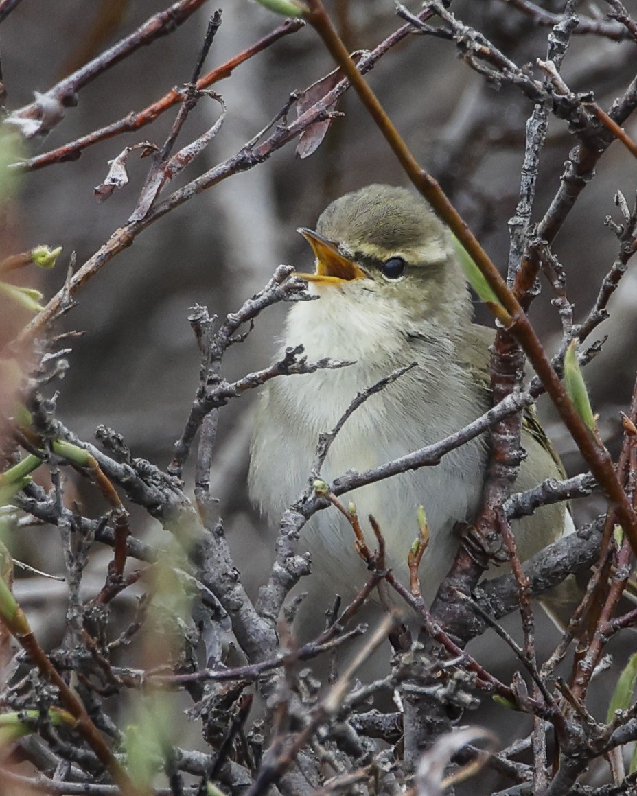 Arctic Warbler - Pat Draisey