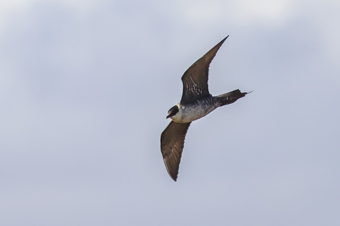 Parasitic Jaeger - Pat Draisey