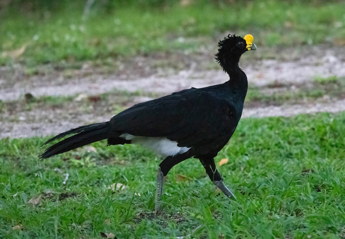 Great Curassow - Steve Coggin