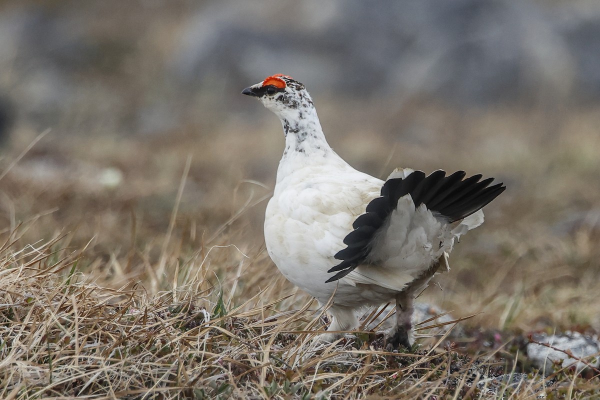 Rock Ptarmigan - Pat Draisey