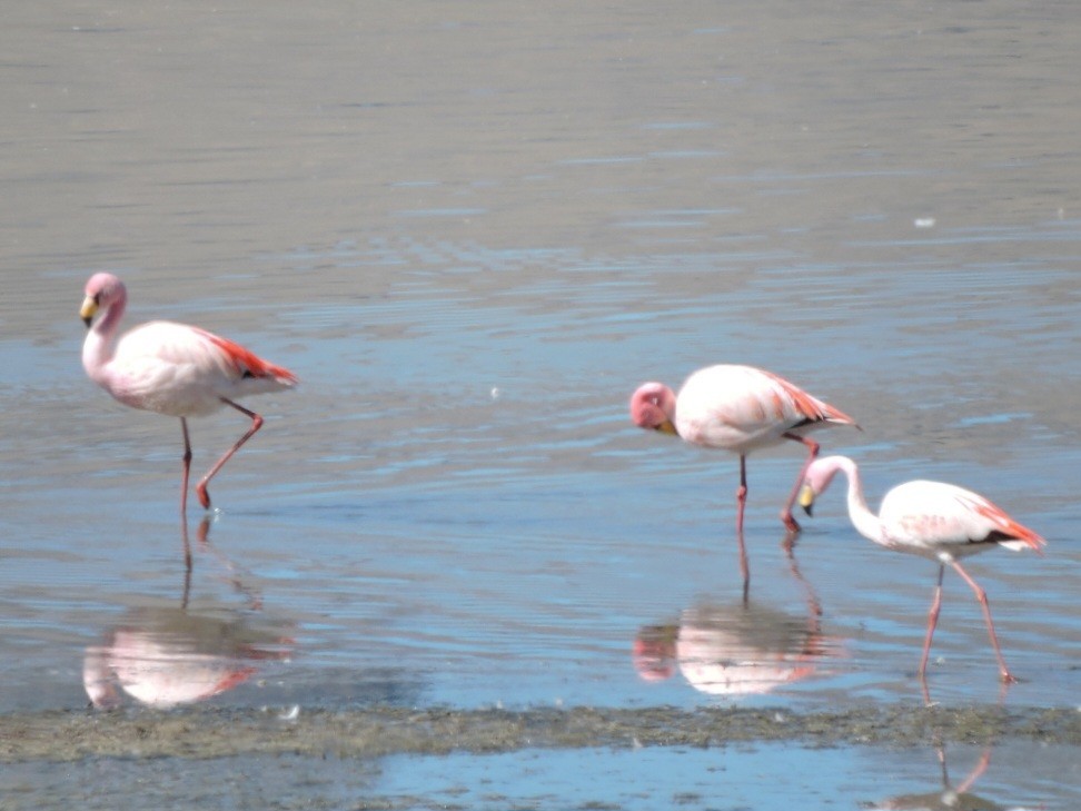 James's Flamingo - ML588840901