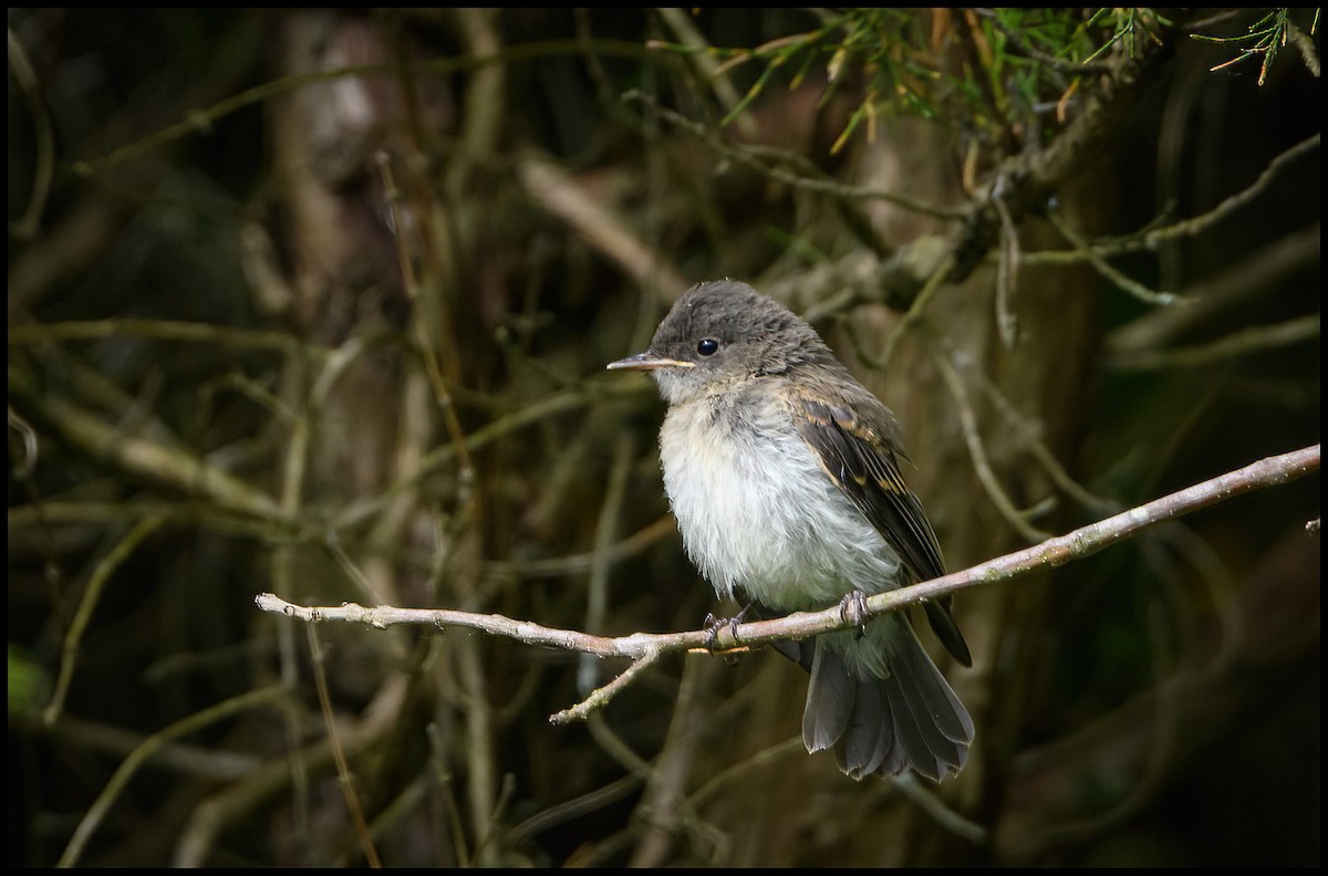 Eastern Phoebe - Jim Emery