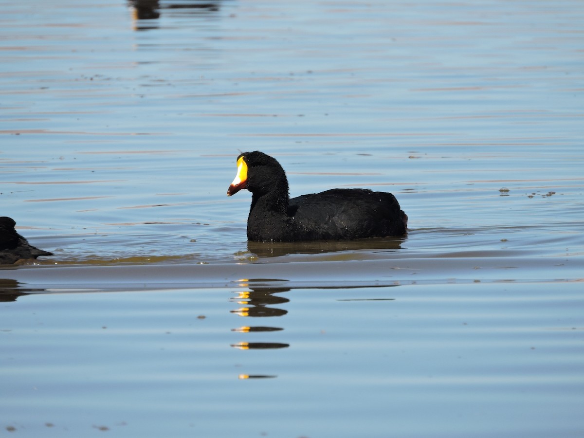 Giant Coot - ML588841141