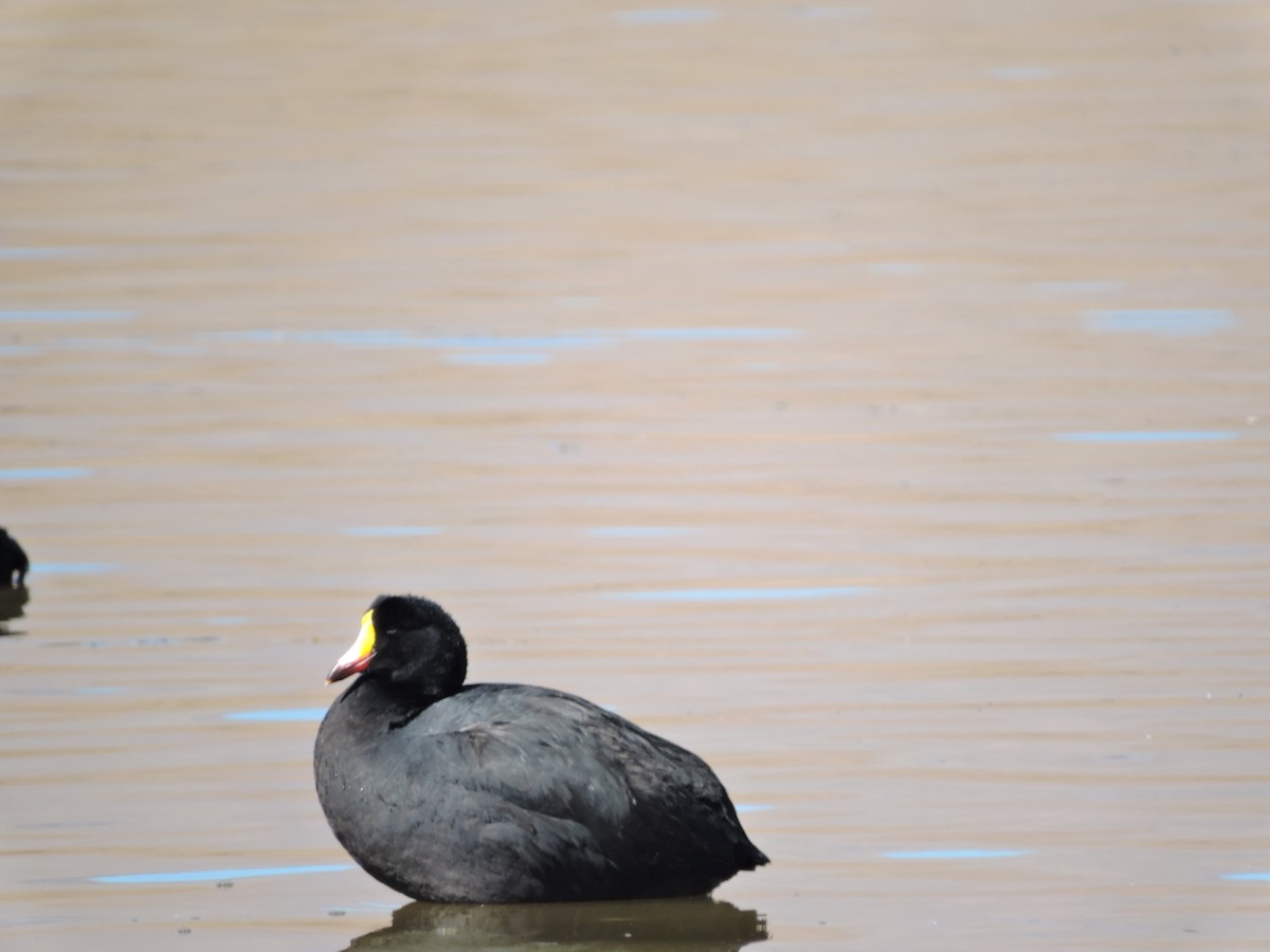 Giant Coot - ML588841151