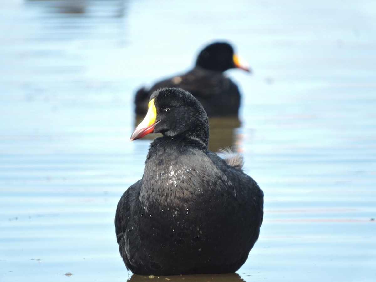 Giant Coot - ML588841161