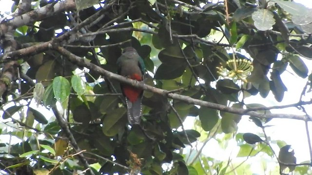 Crested Quetzal - ML588842921