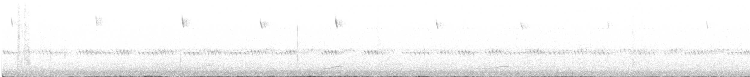 puštík západní (ssp. lucida) - ML588843081