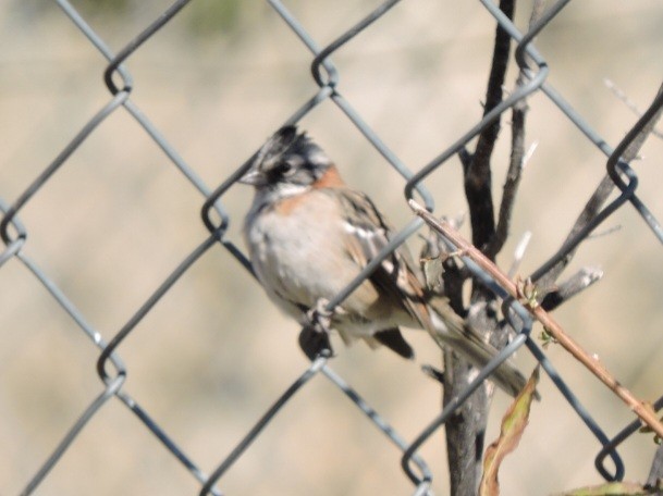 Rufous-collared Sparrow - ML588843131
